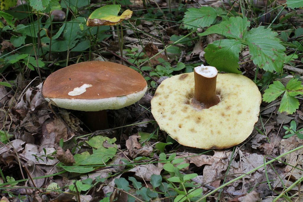 На Херсонщине целая семья отравились грибами