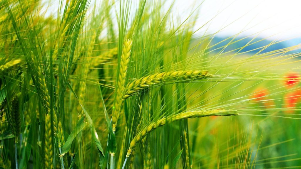 В Украине рекордный урожай зерновых – Минэкономики