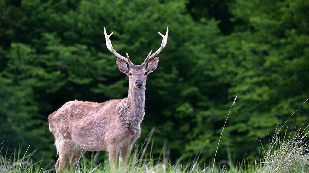 В Чехии местный охотник написал заявление на оленя, который похитил его ружье