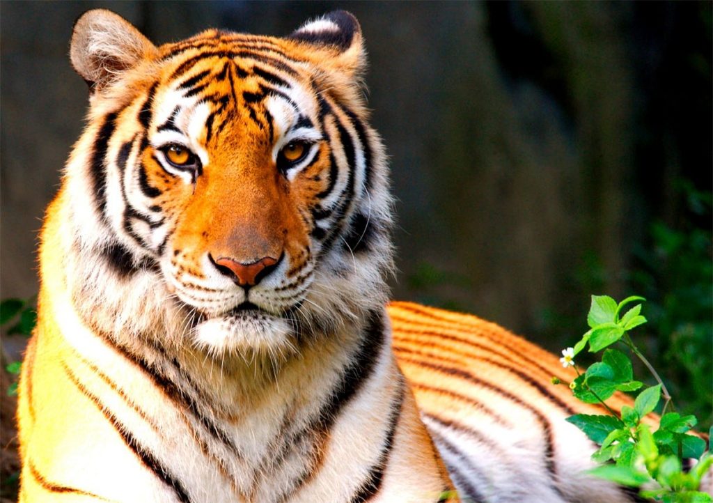 В Индии одинокий тигр преодолел рекордное расстояние в поисках самки