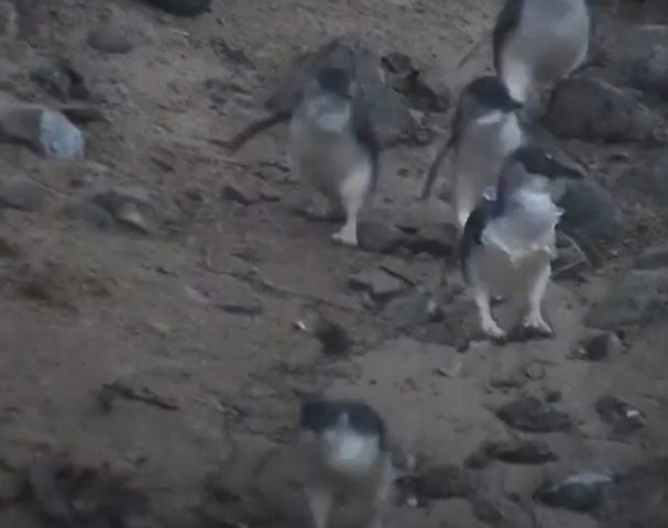 Рейнджер спас пингвина от неминуемой смерти