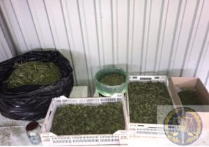 У жителя Запорожской области при обыске нашли 2,5 кило наркотиков и 80 тысяч долларов