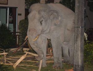 Слон атаковал трактор в Индии