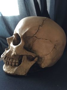 В кустах в Кривом Роге нашли человеческий череп