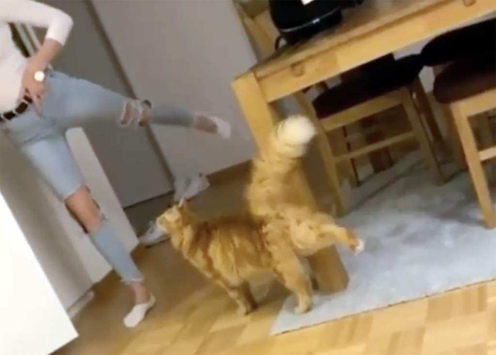 Кошка изящно танцевала вместе с хозяйкой: видео восхитило зрителей