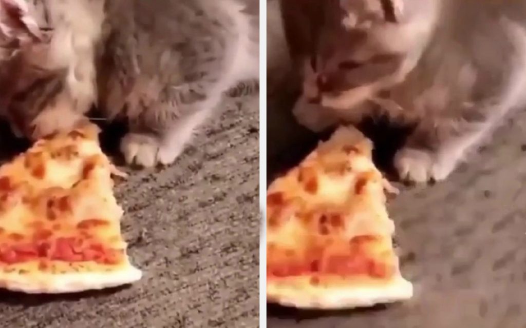 Забавный ролик из Сети: котенок уснул мордочкой в пицце