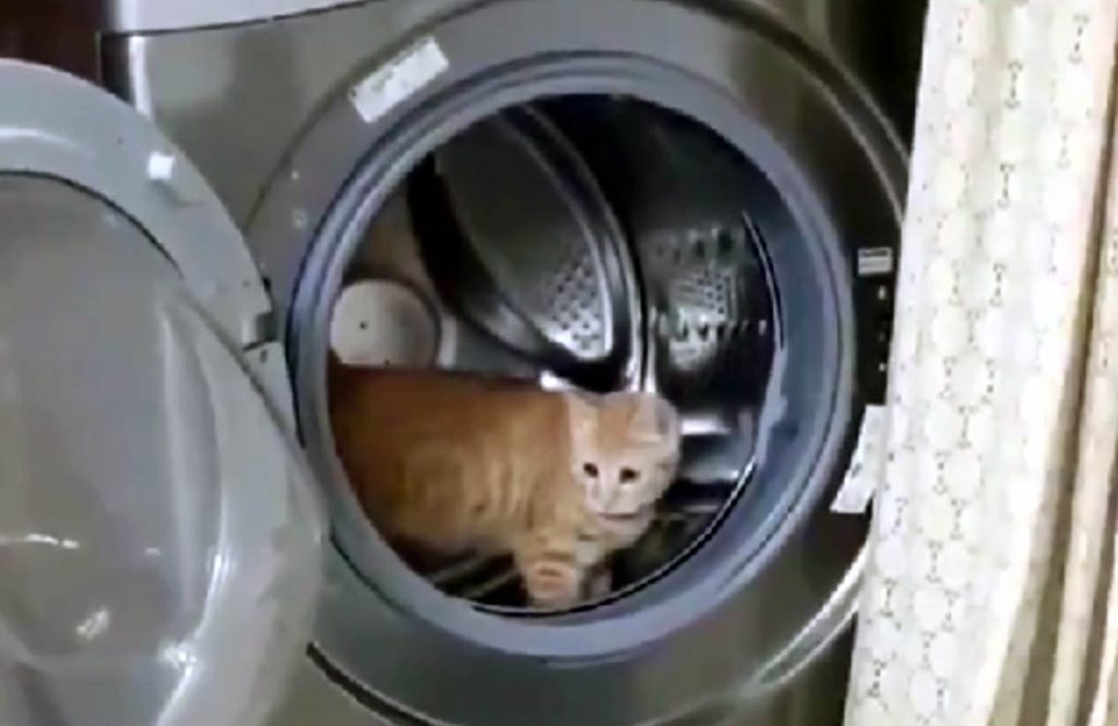 Находчивый кот нашел разумное применения для стиральной машины