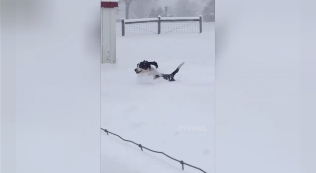 Пес решил разгребать снег ушами для скорости бега