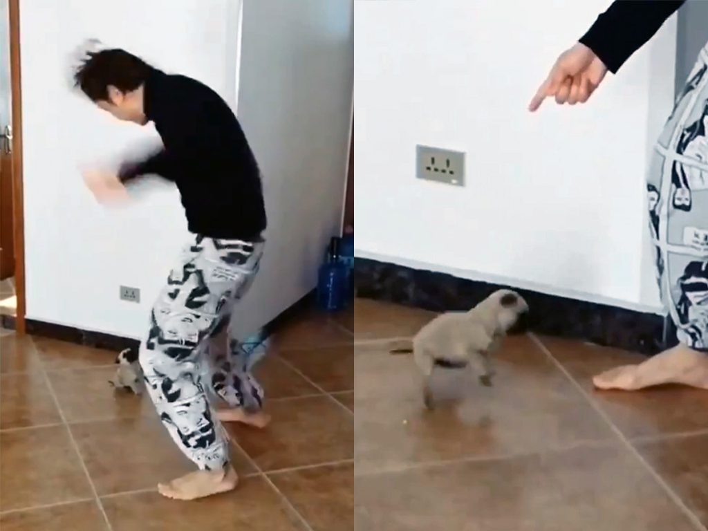 Толстенький щенок смешно танцевал с хозяином и влюбил в себя пользователей Сети