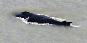 В Австралии обнаружили китов в Аллигаторе: ученые в недоумении (ФОТО)