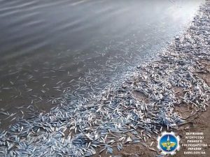 В лимане Азовского моря произошла массовая гибель рыбы (ФОТО)