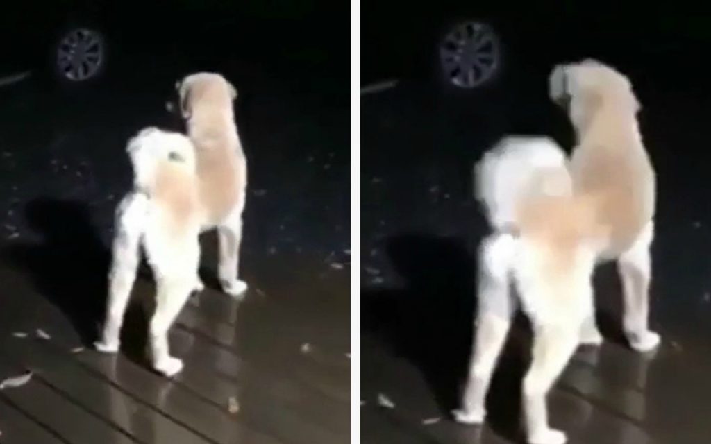 Забавный «пулеметный» лай собаки попал на видео и рассмешил Сеть