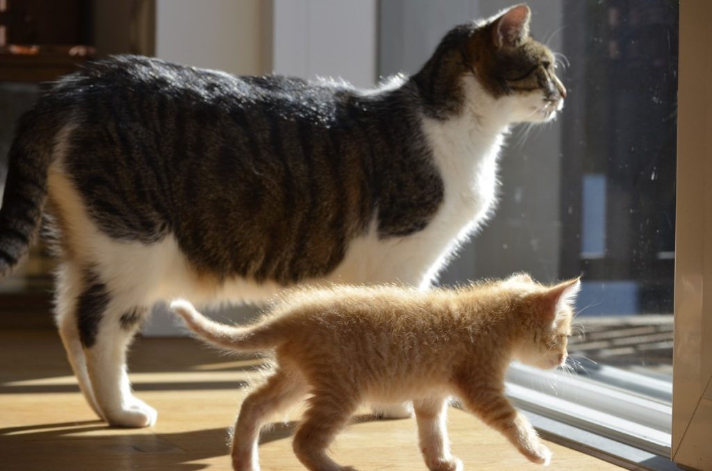 Супермама-кошка спасла котенка из ловушки (ФОТО, ВИДЕО)
