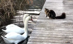 Отважный котенок дал отпор стае лебедей (ФОТО, ВИДЕО)