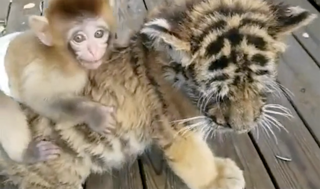 Дружба маленькой обезьянки и тигренка умилила соцсети