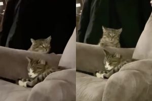 Попытки кота-шпиона изучить противника попали на видео