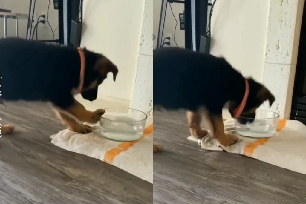 Смешной щенок показал, как правильно пить воду из мисочки