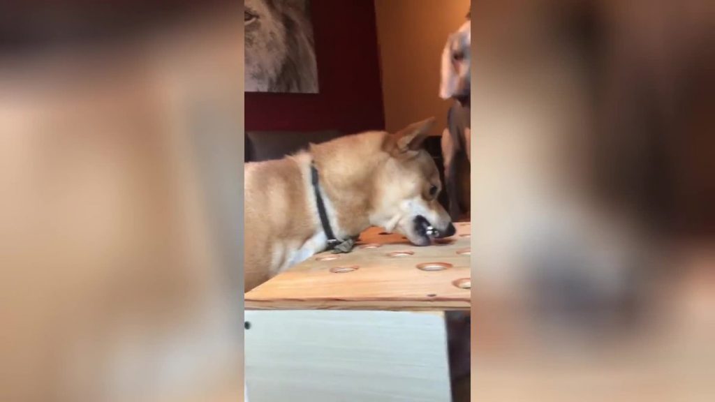 Собака разозлилась на приятеля и устроила тихий скандал: опубликовано забавное видео