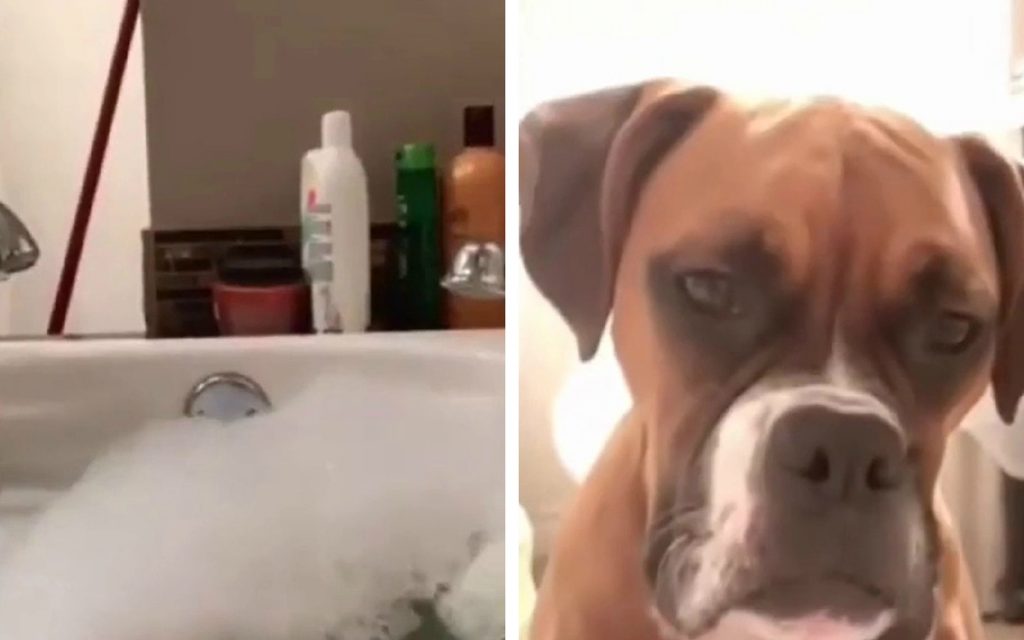 Забавный ролик из Сети: собаки с «недовольными мордами» выстроились в очередь к ванной
