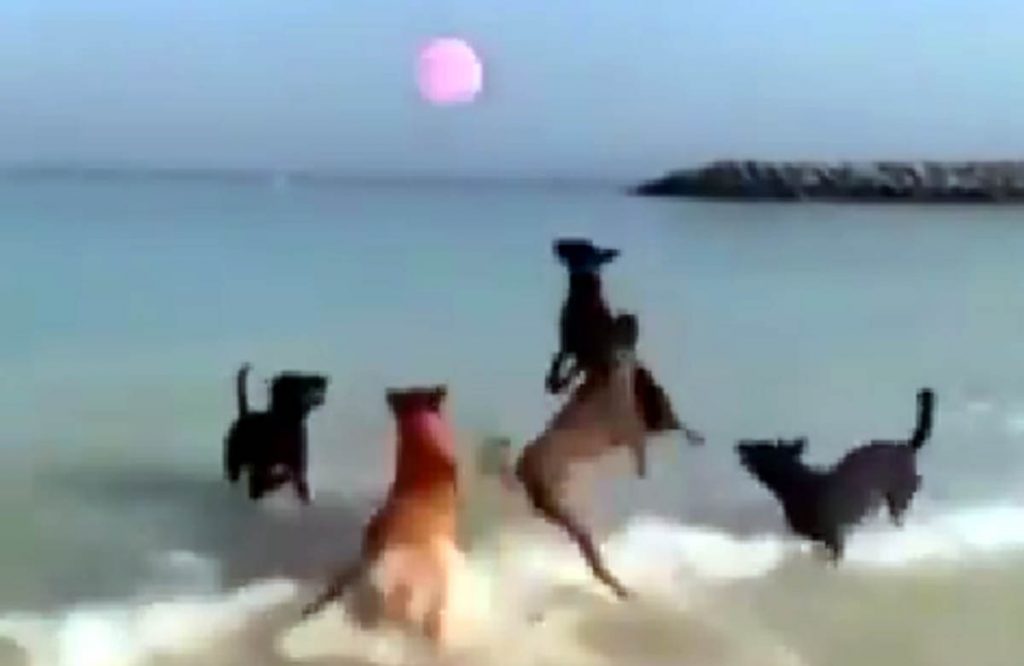 «Отдыхают по-богатому»: Пёсики играли в волейбол на пляже