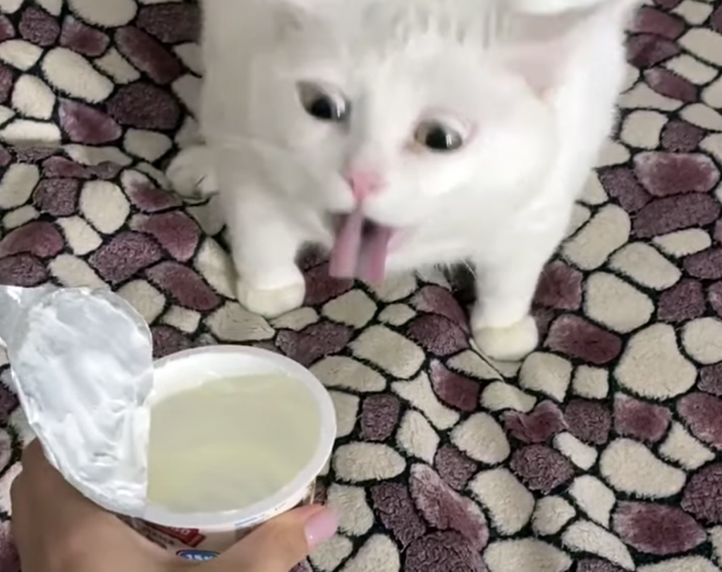 Забавный ролик из Сети: коту стало тошно от предложенной сметаны