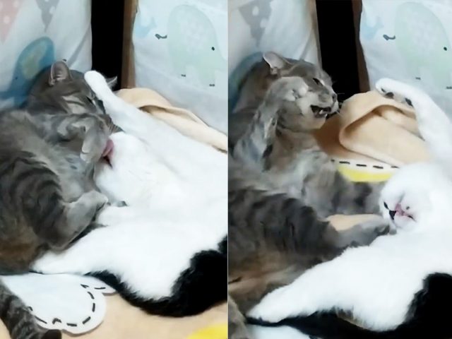 Нежный кот не дал поспать другому: началась драка