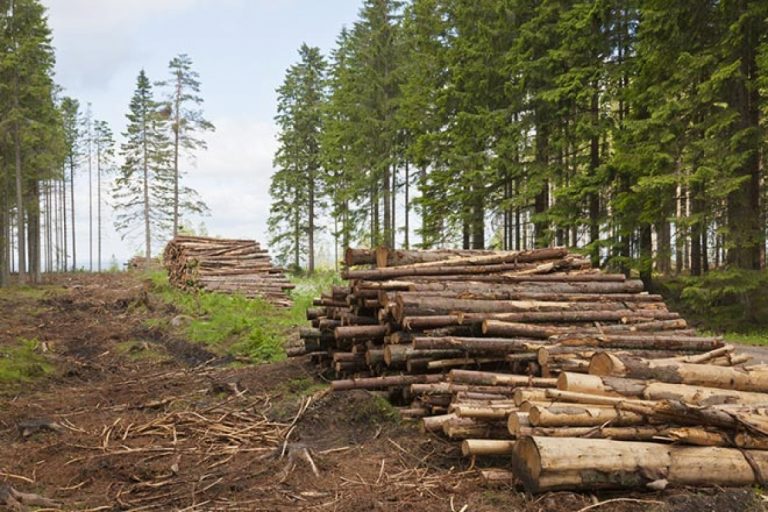 Незаконный оборот древесины в Украине составляет 5 миллиардов гривен в год &#8212; министр