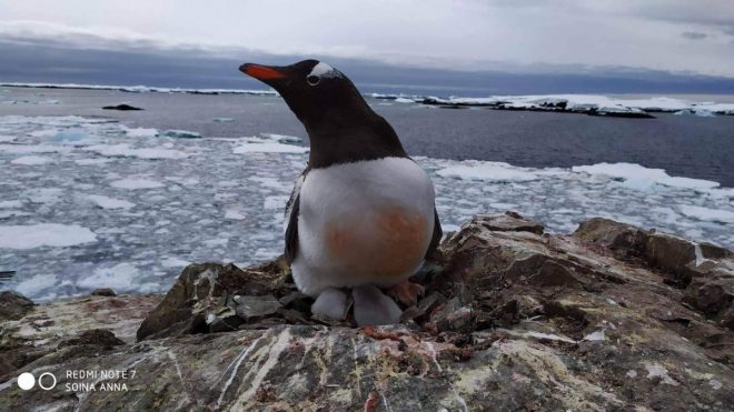 В Антарктиде возле станции полярников родилась пара пингвинят