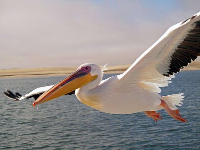 В заповедник под Одессой вернулись розовые пеликаны