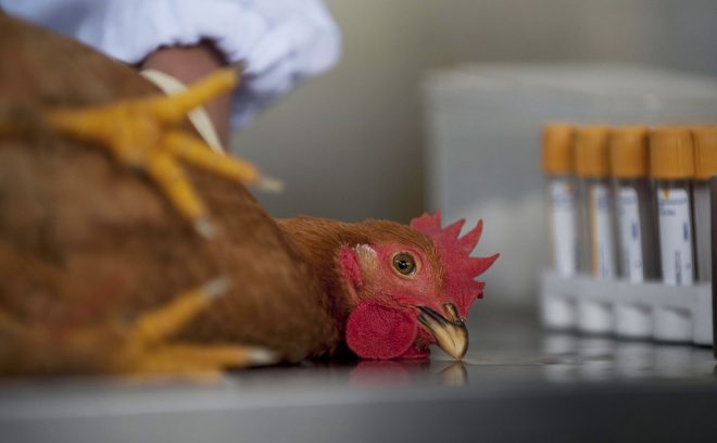 В Киевской области выявили очаги птичьего гриппа