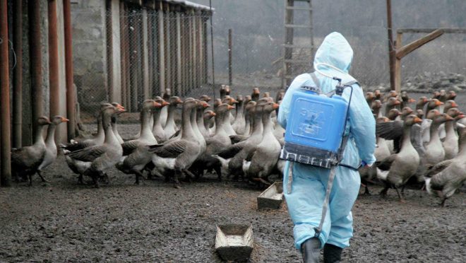 Птичий грипп из ЕС пришел в Украину