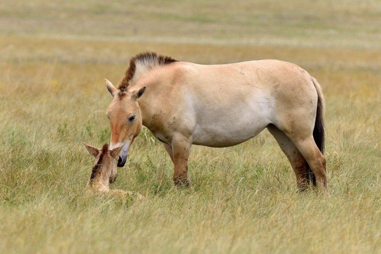 В чернобыльской зоне неизвестные убили лошадей Пржевальского
