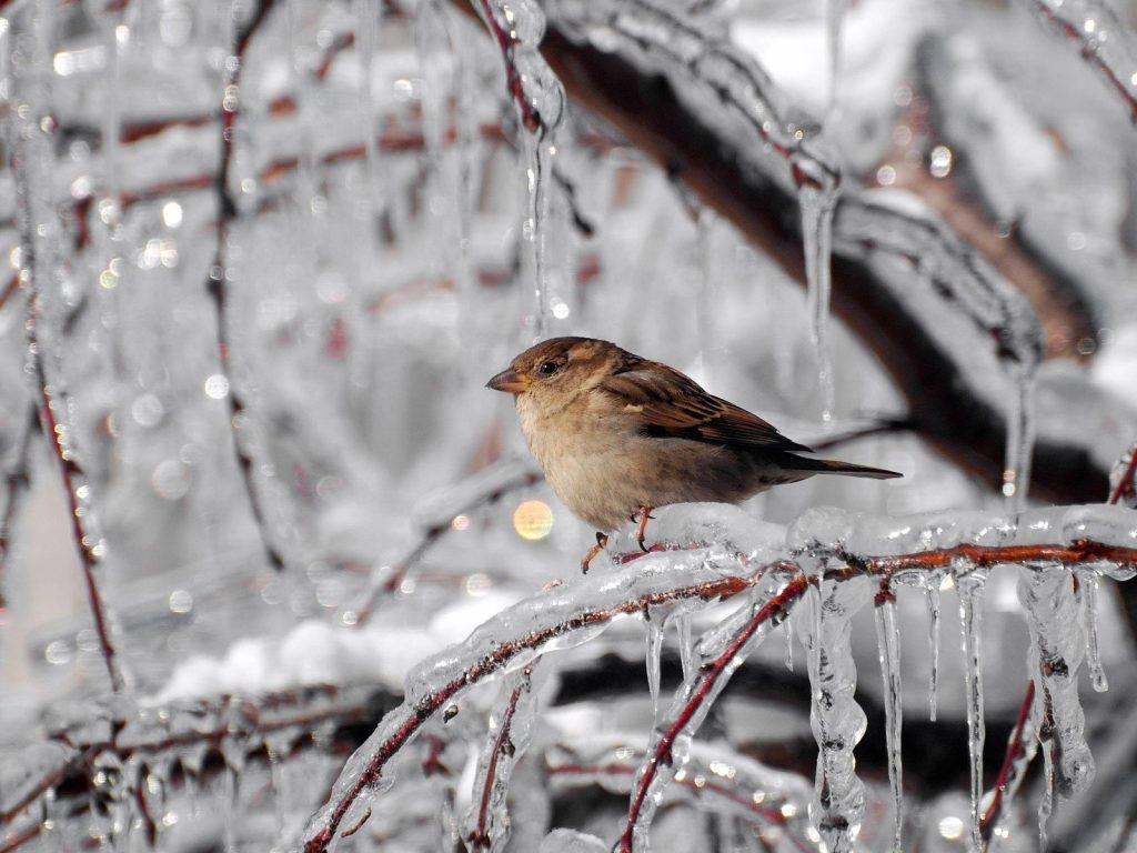 Синоптик: 16 декабря в Украине ожидается морозная погода без осадков