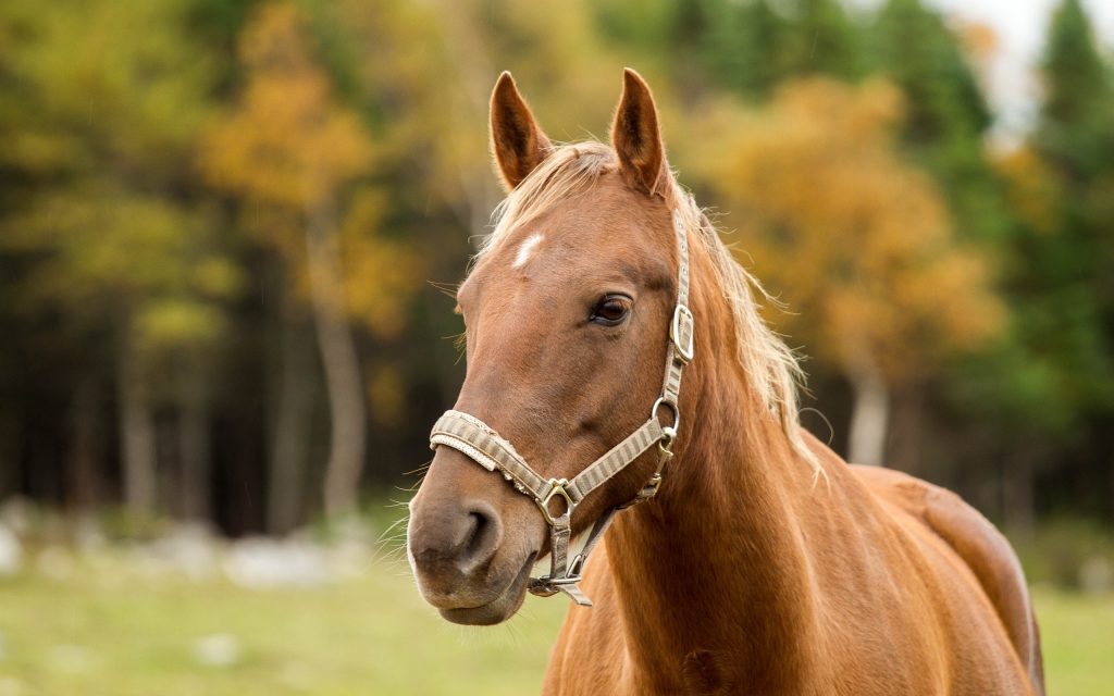 В России лошадь откусила нос пьяному парню