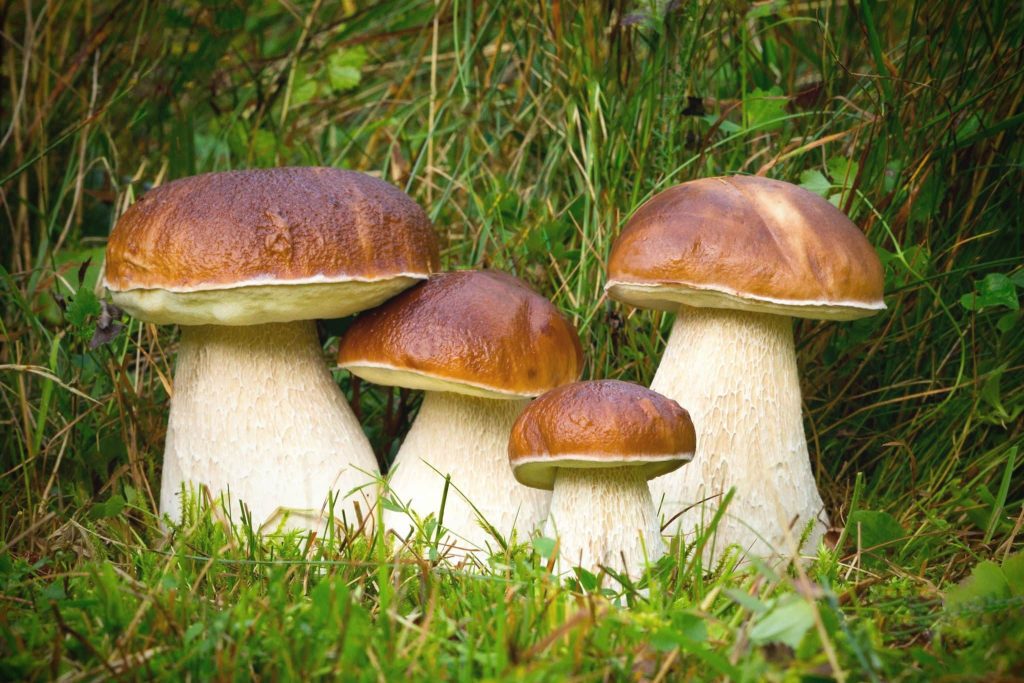 Медики рассказали, почему нужно есть грибы
