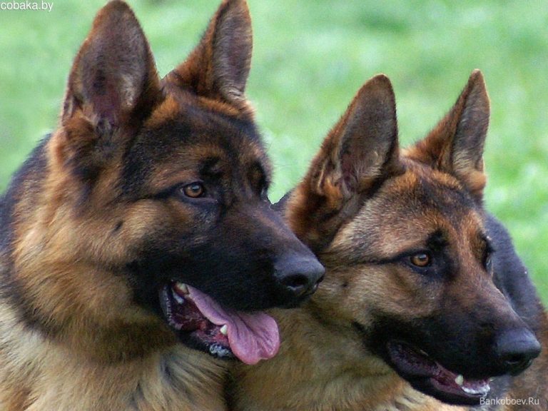 Служебные собаки за год обнаружили 100 килограммов наркотиков &#8212; МВД