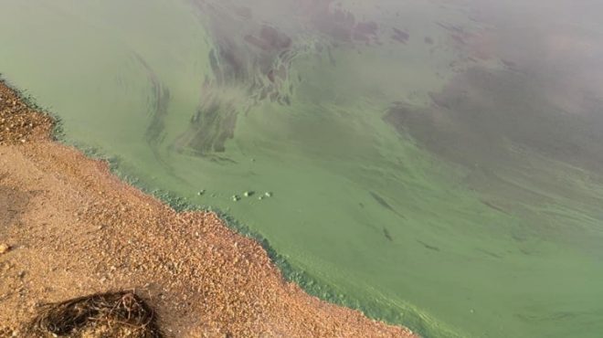 Хаджибейский лиман позеленел: на место выехали экологи