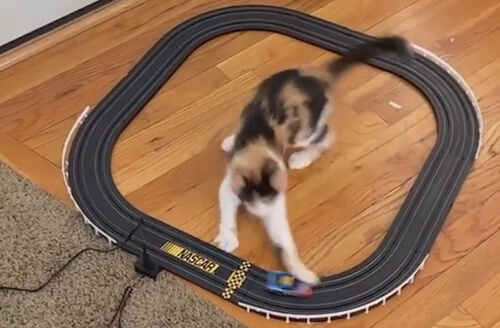 Кошка приняла участие в игрушечных гонках