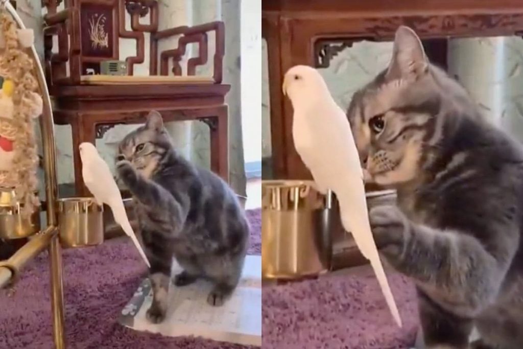 Кот решил погладить попугая и стал звездой соцсетей