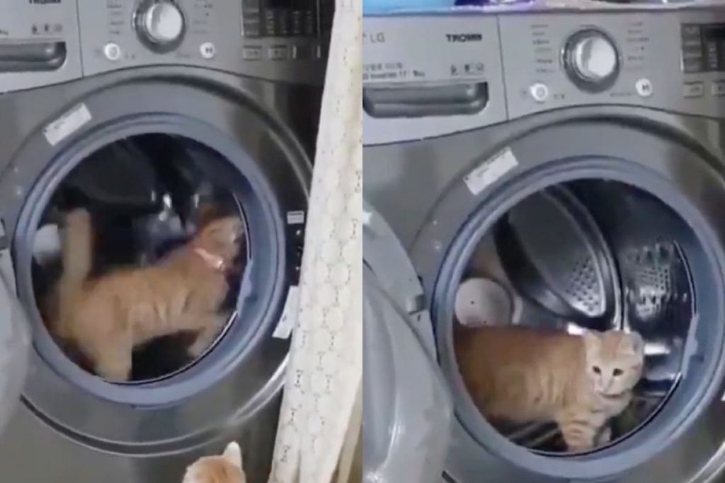 Кот превратил стиральную машину в веселый аттракцион