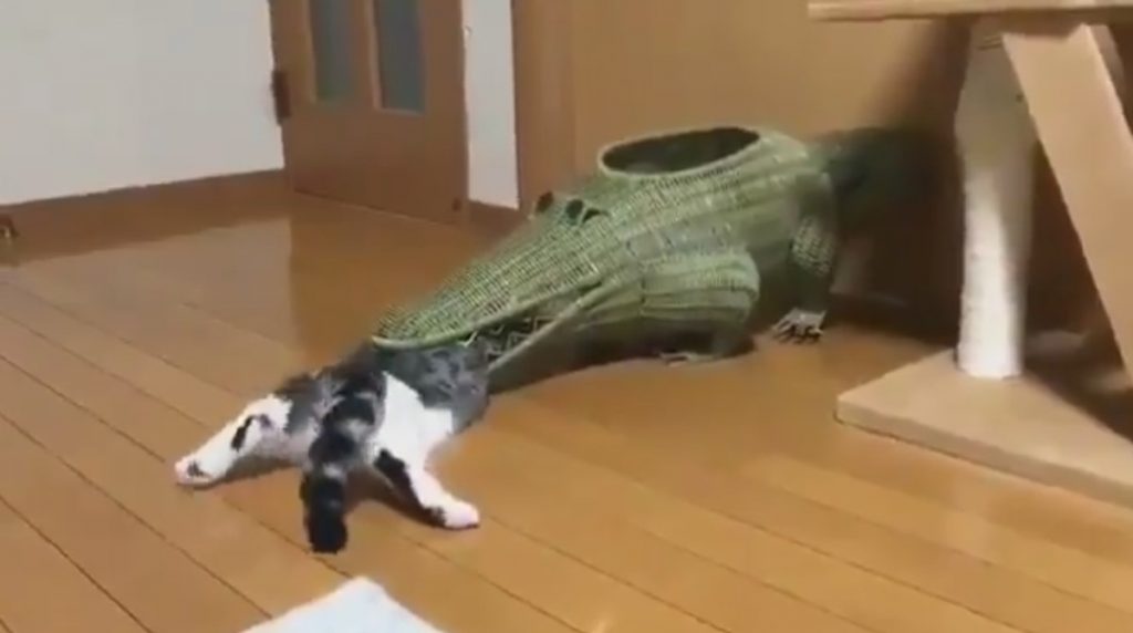 Кот залез в пасть крокодила и застрял