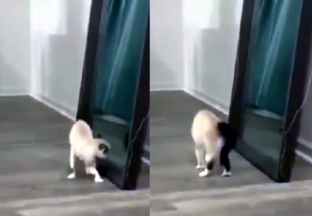 Котенок впервые себя увидел в зеркале – и не узнал