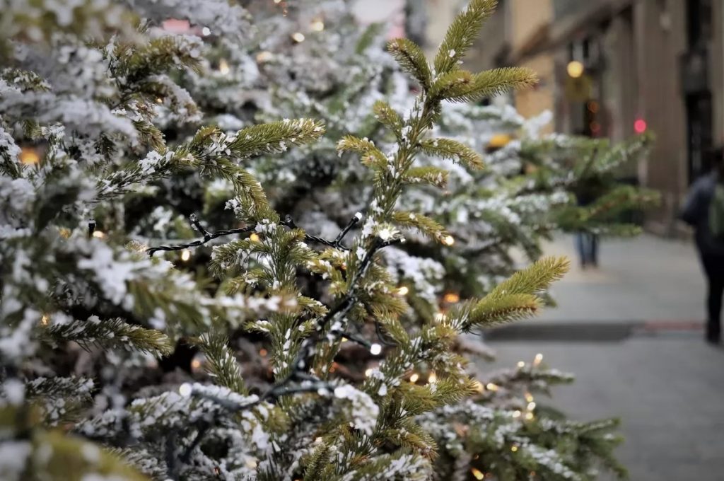 В Киеве покрыли елки специальными веществами