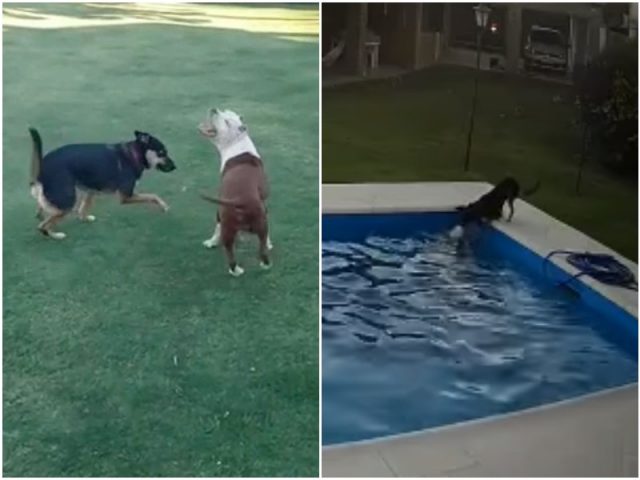 Собака спасла подругу, тонувшую в бассейне