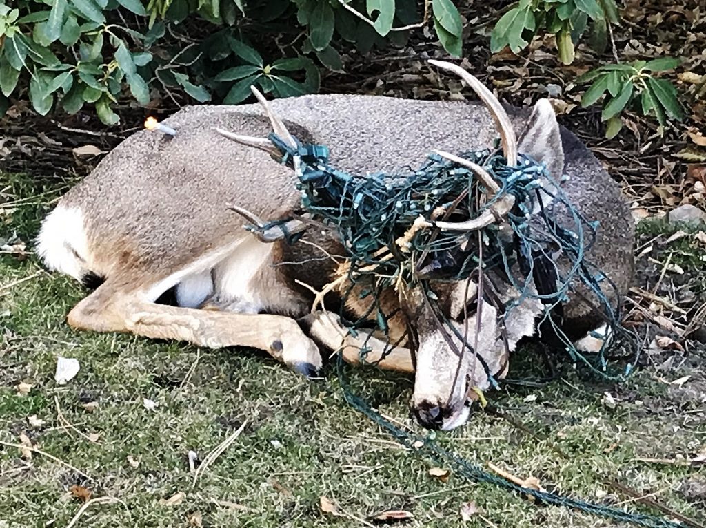 Спасатели помогли оленю избавиться от новогоднего «украшения», опутавшего его рога