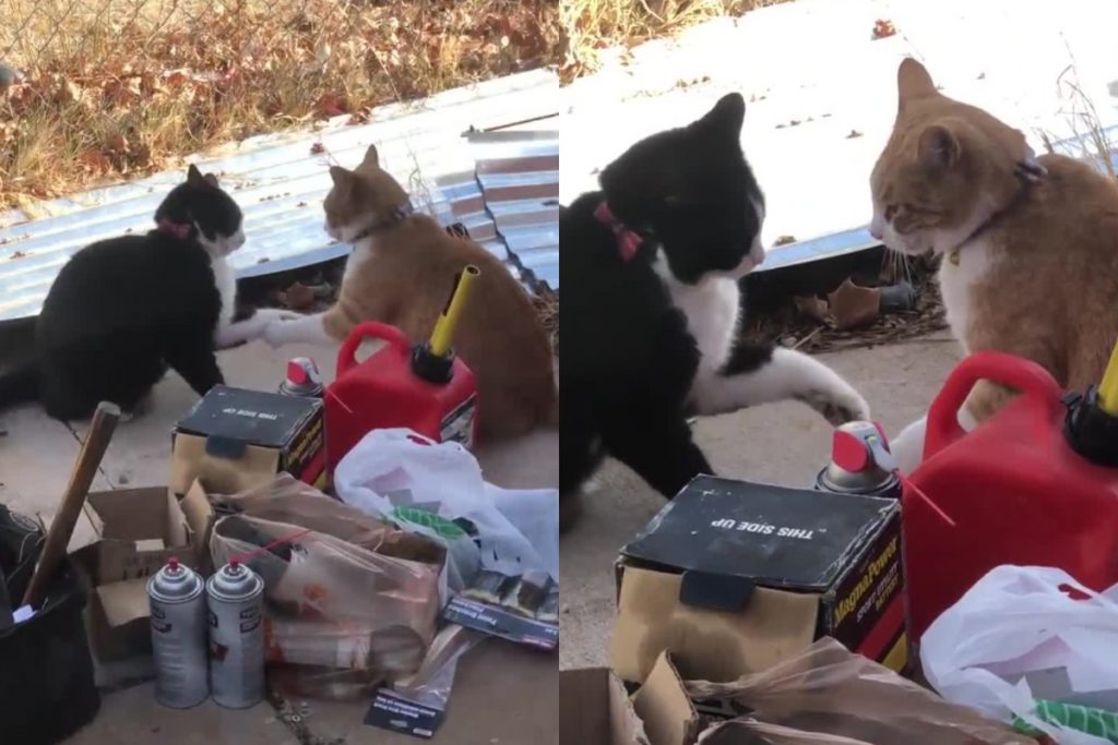 «Уличные бизнесмены»: коты провели «переговоры» и подрались