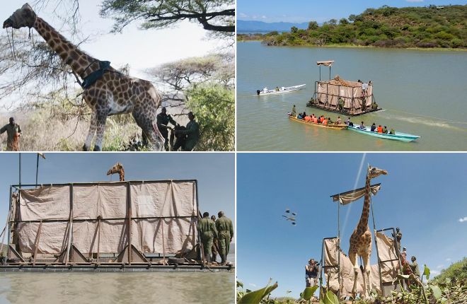 В Кении удалось спасти восьмерых редких жирафов