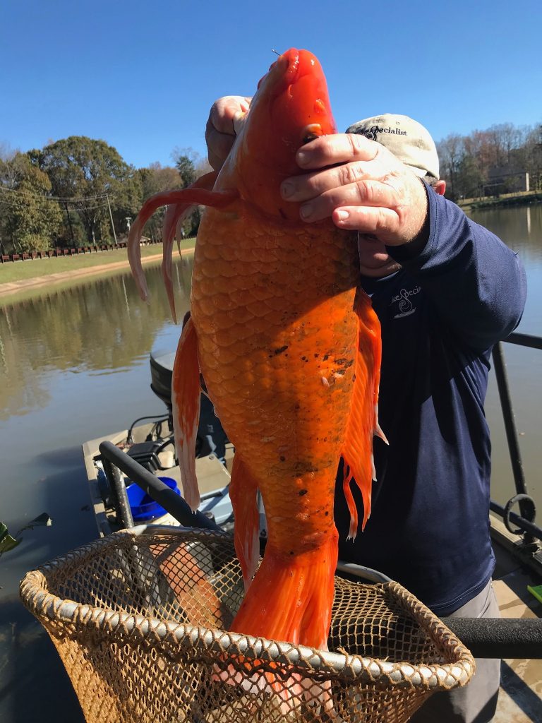 Американский рыбак выудил огромную «золотую» рыбу