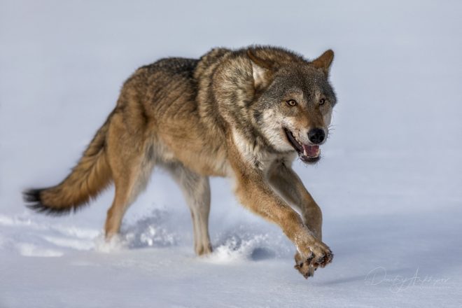 На Прикарпатье волки переполошили местное население