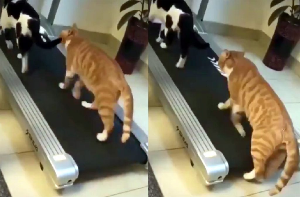 Милые коты показали пример фитнеса